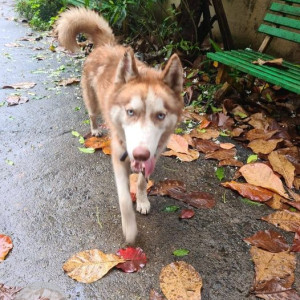 Found: White-Brown Mix Male Husky Dog from Durga Chowk, Chinchwad - Akurdi Road, PCMC, Pune