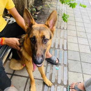 Found: Black and Brown Male German Shepherd Dog from Mhatre bridge