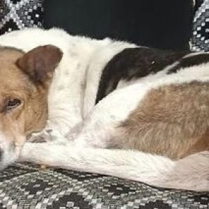 Missing: Black and White Male Indie Dog from Banjarahills,Roadno.5,Devarkondabasti,Hyderabad