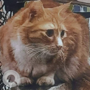 Missing: Orange Female Indie Cat from Kausar Baugh Kondhwa Khurd
