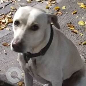Found: White Female Indie Dog from Kothrud
