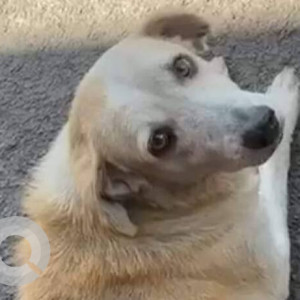 Missing: White-Brown Mix Female Indie Dog from Radio Hotel, Camp
