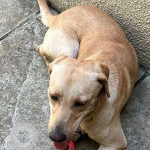 Found: Golden Female Labrador Dog from Bhosale Nagar, Pune