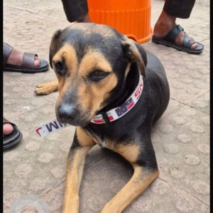 Missing: Black and Brown Male Indie Dog from Trimurti Garden Ambegaon