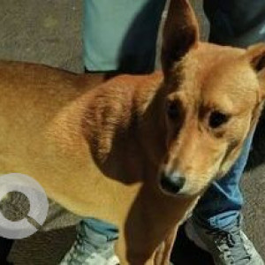 Missing: White-Brown Mix Male Indie Dog from Unity park society, shree bardhman nagar lane, mitha nagar kondhwa
