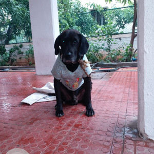Missing: Black Male Indie mix Dog from Katraj Chowk