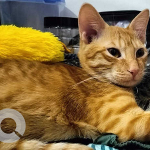 Missing: Orange Male Tabby Cat from Baga box bridge near Hammerz night club, Tranquility Resort