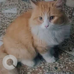 Missing: White-Brown Mix Female Persian Cat from Rawalpindi medical college