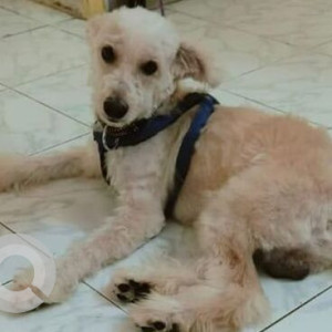 Found: Brown Male Poddle Dog from Shaikpet near passport office