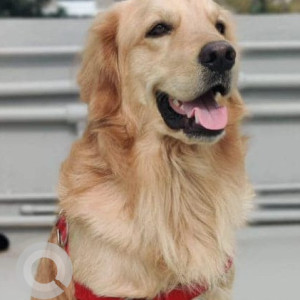 Missing: Golden Male Golden Retriever Dog from Sampige Road, Kodigehalli