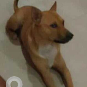 Missing: White-Brown Mix Male Indie Dog from Sachal, Vip Road, Six Mile