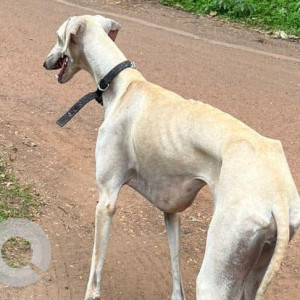 Found: White Female Indie Dog from Assagaon