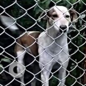 Missing: White-Brown Mix Male Indie Dog from Nyati Eureka & Manipal Hospital, Kharadi, Pune