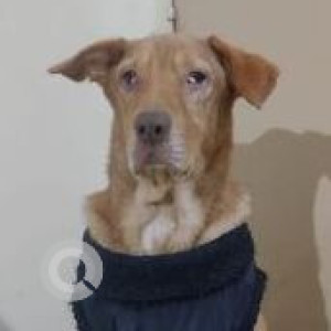 Missing: Brown Male Indie Dog from Ghorpadi/Mundhwa area of Pune