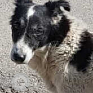 Missing: Black and White Male Indie Dog from Sector 6, Panchkula