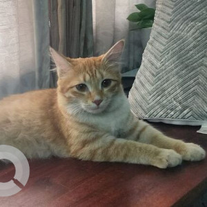 Found: Orange Female Ginger cat Cat from 6th cross , Malleshpalya