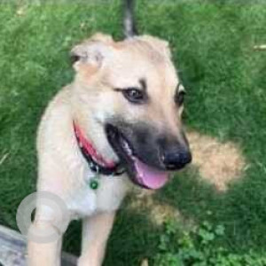 Found: White Female Indie Dog from 80trees Apartment, next to Gear School Road