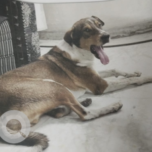 Missing: Black and Brown Male Indie Dog from Delhi