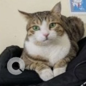 A White-Brown Mix Tabby Cat Missing from Zone 13 Adyar, Chennai