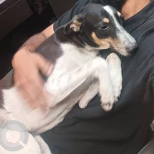 Missing: Black and White Male Indie Dog from Sector 4 kharghar , front lane of ymt college