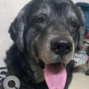 Missing: Black Male Labradog Dog from juhu scheme, andheri&nbsp;west