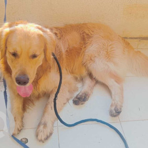Missing: Brown Male Golden Retriever Dog from Ganga Aashiyana society, Thergaon near Aditya Birla
