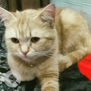 Missing: Orange Female Tabby Cat from Saroopi Saraswati Zudio showroom line Naya Nagar station road Mira Road