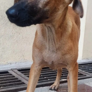 Brown Male Indie (mix) Dog is Found from AFMC Girls Hostel, near Wanowrie Post Office