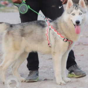 A White and Grey Husky Dog Missing from Sector 2, Greater Noida