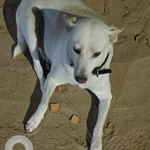 Found: White Male Labrador Dog from Annaji Park Nesapakkam, Near Vani Vidyalaya School