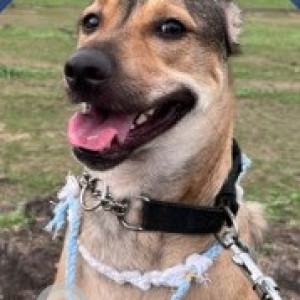 A Black and Brown Indie Dog Missing from Katraj, Pune
