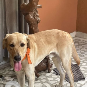 Found: Golden Male Labrador Dog from 12th Main, Banashankari 2nd Stage