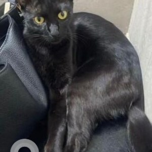 Missing: Black Female Indie Cat from Chinchwad St. Road, Pcmc