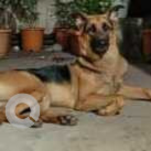Missing: Black and Brown Male German Shepherd Dog from Jadhavwadi, Moshi area