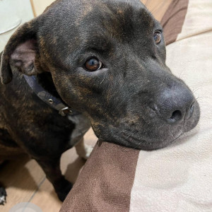 Missing: Black Female Indie Dog from St Anthony’s Chapel , Calangute