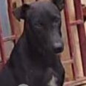 Missing: Black Male Indie Dog from Trichy , tamilnadu at Aurpprt, Star Nagar Mosque park