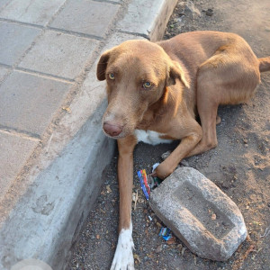 Found: Brown Male Indie Dog from Kaka Halwai Aryan center opposite Vaibhav theatre hadapsar, Pune