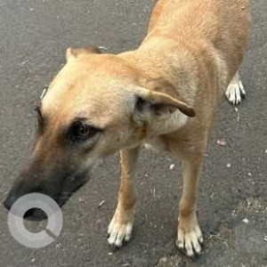 Found: Brown Female Indie Dog from Maestros main gate at Wanowarie