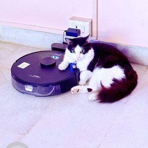 Missing: Black and White Male Indie Cat from Mylapore, Appu street 1st lane
