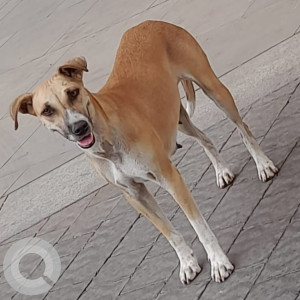 A White Indie Dog Missing from Kasarvadavli, Thane