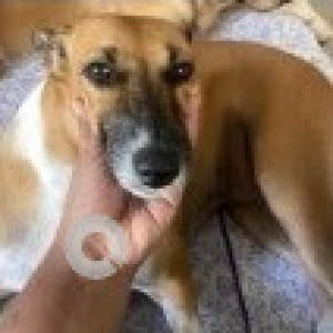 A White-Brown Mix Indie Dog Missing from Zone 8 Anna Nagar, Chennai
