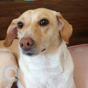 Missing: White-Brown Mix Female Indie Dog from Sun City, Vastalveli, Gwal Pahadi