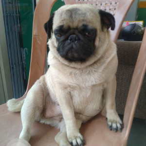 White and Grey Female pug Dog is Missing from Naya gaon Noble heart school Opp Naya Gaon police station