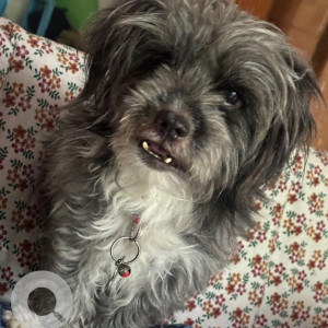 Missing: Black and White Male Lasha Apsho Dog from Suraksha Colony, Chandanagar