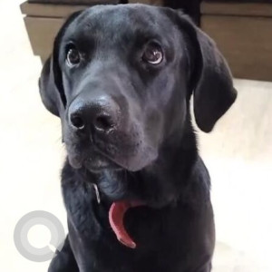 A Black Labrador Dog Missing from Ward 95 Jubilee Hills, Hyderabad