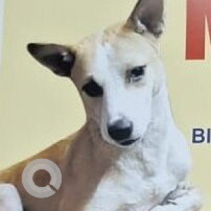 Missing: White-Brown Mix Male Indie Dog from Birubari Police Station