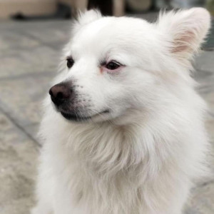 Japanese spitz is missing from Chundevi, Chakrapath.