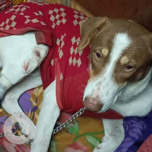 Missing: White-Brown Mix Male Indie Dog from Anand vihar