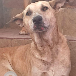 Missing: Brown Male Indie Dog from Nayagaon Gobind Nagar