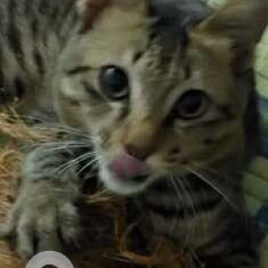 Missing: Black and Brown Male Indie Cat from Porba vaddo, Calangute